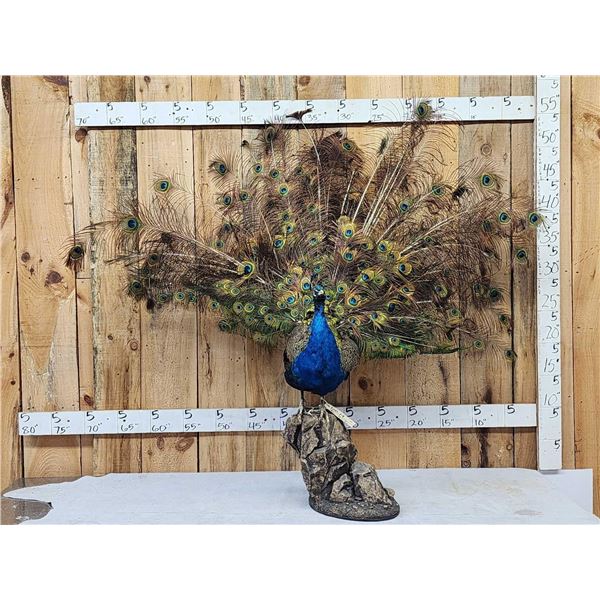 Strutting Peacock Full Body Bird Taxidermy