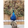 Image 4 : Strutting Peacock Full Body Bird Taxidermy