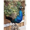 Image 5 : Strutting Peacock Full Body Bird Taxidermy