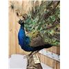 Image 6 : Strutting Peacock Full Body Bird Taxidermy