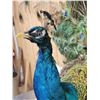 Image 7 : Strutting Peacock Full Body Bird Taxidermy