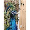 Image 8 : Strutting Peacock Full Body Bird Taxidermy