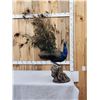 Image 9 : Strutting Peacock Full Body Bird Taxidermy