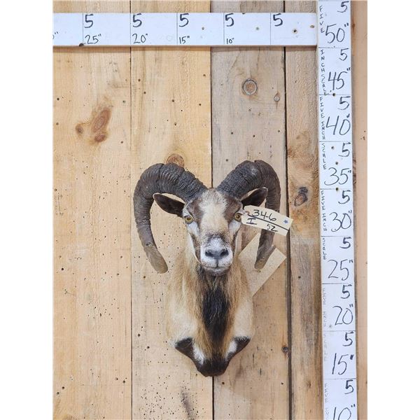 Mouflon Cross Ram Sheep Shoulder Mount Taxidermy