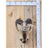 Image 1 : Mouflon Cross Ram Sheep Shoulder Mount Taxidermy