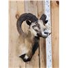 Image 2 : Mouflon Cross Ram Sheep Shoulder Mount Taxidermy