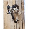 Image 3 : Mouflon Cross Ram Sheep Shoulder Mount Taxidermy