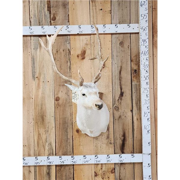 White Fallow Deer Shoulder Mount Taxidermy