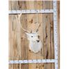 Image 1 : White Fallow Deer Shoulder Mount Taxidermy