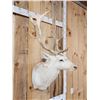 Image 2 : White Fallow Deer Shoulder Mount Taxidermy