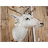 Image 3 : White Fallow Deer Shoulder Mount Taxidermy