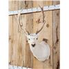 Image 4 : White Fallow Deer Shoulder Mount Taxidermy