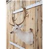Image 5 : White Fallow Deer Shoulder Mount Taxidermy
