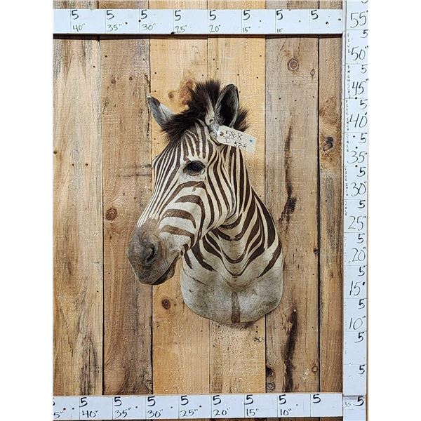 African Zebra Shoulder Mount Taxidermy