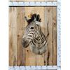 Image 1 : African Zebra Shoulder Mount Taxidermy
