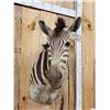 Image 2 : African Zebra Shoulder Mount Taxidermy