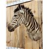 Image 3 : African Zebra Shoulder Mount Taxidermy