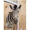 Image 4 : African Zebra Shoulder Mount Taxidermy