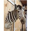 Image 5 : African Zebra Shoulder Mount Taxidermy