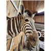 Image 6 : African Zebra Shoulder Mount Taxidermy