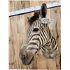 Image 7 : African Zebra Shoulder Mount Taxidermy