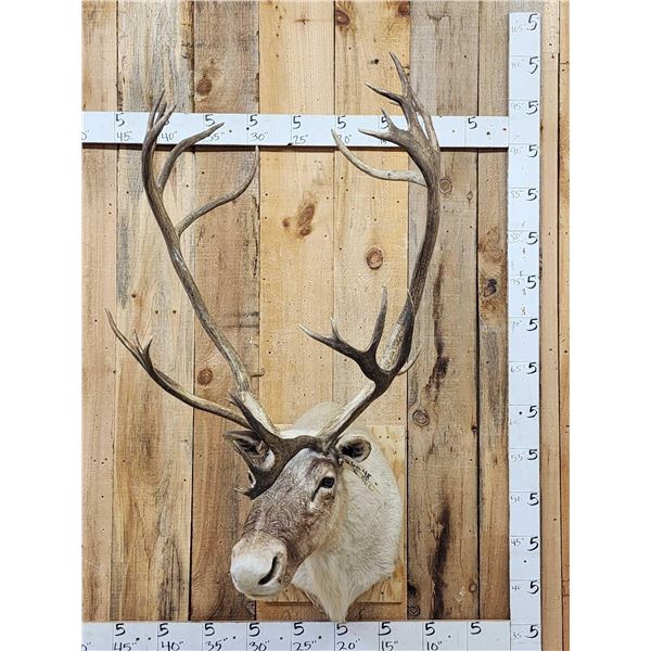 Nice Caribou Shoulder Mount Taxidermy