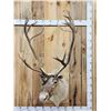 Image 1 : Nice Caribou Shoulder Mount Taxidermy