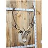Image 2 : Nice Caribou Shoulder Mount Taxidermy
