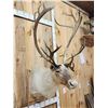 Image 3 : Nice Caribou Shoulder Mount Taxidermy
