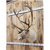 Image 4 : Nice Caribou Shoulder Mount Taxidermy