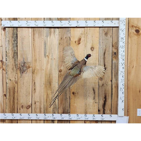 Ringneck Pheasant In Flight Bird Taxidermy