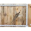Image 1 : Ringneck Pheasant In Flight Bird Taxidermy