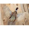 Image 2 : Ringneck Pheasant In Flight Bird Taxidermy