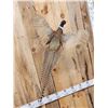 Image 3 : Ringneck Pheasant In Flight Bird Taxidermy