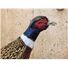 Image 4 : Ringneck Pheasant In Flight Bird Taxidermy