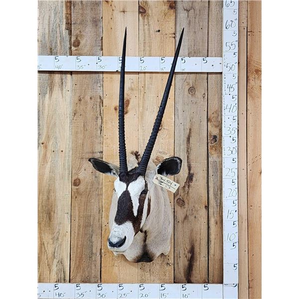 African Gemsbok Shoulder Mount Taxidermy