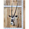 Image 1 : African Gemsbok Shoulder Mount Taxidermy