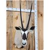 Image 2 : African Gemsbok Shoulder Mount Taxidermy