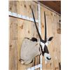 Image 3 : African Gemsbok Shoulder Mount Taxidermy