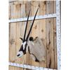 Image 4 : African Gemsbok Shoulder Mount Taxidermy