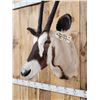 Image 5 : African Gemsbok Shoulder Mount Taxidermy