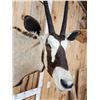 Image 6 : African Gemsbok Shoulder Mount Taxidermy