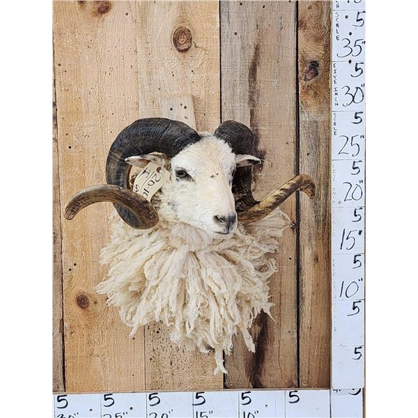 Merino Ram Sheep Shoulder Mount Taxidermy