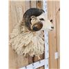 Image 2 : Merino Ram Sheep Shoulder Mount Taxidermy