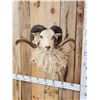 Image 3 : Merino Ram Sheep Shoulder Mount Taxidermy