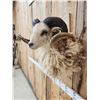 Image 4 : Merino Ram Sheep Shoulder Mount Taxidermy