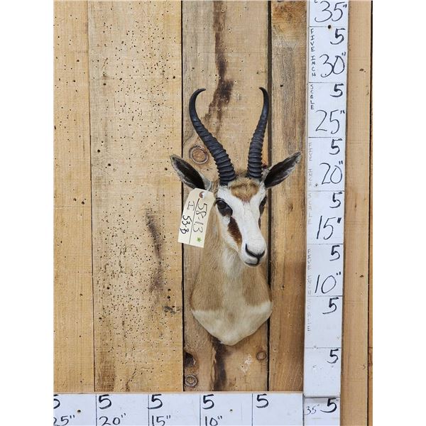 African Springbok Shoulder Mount Taxidermy