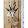 Image 2 : African Springbok Shoulder Mount Taxidermy