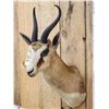 Image 3 : African Springbok Shoulder Mount Taxidermy