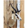 Image 4 : African Springbok Shoulder Mount Taxidermy
